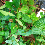 Malinočernica (Rubus fruticosus) ´BUCKINGHAM TAYBERRY´ - výška: 40-60 cm, kont. P9/P11